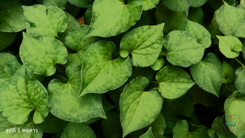 พาว พลูคาว ใบพลูคาว