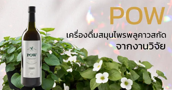 POW เครื่องดื่มสมุนไพรสกัดจากพลูคาว