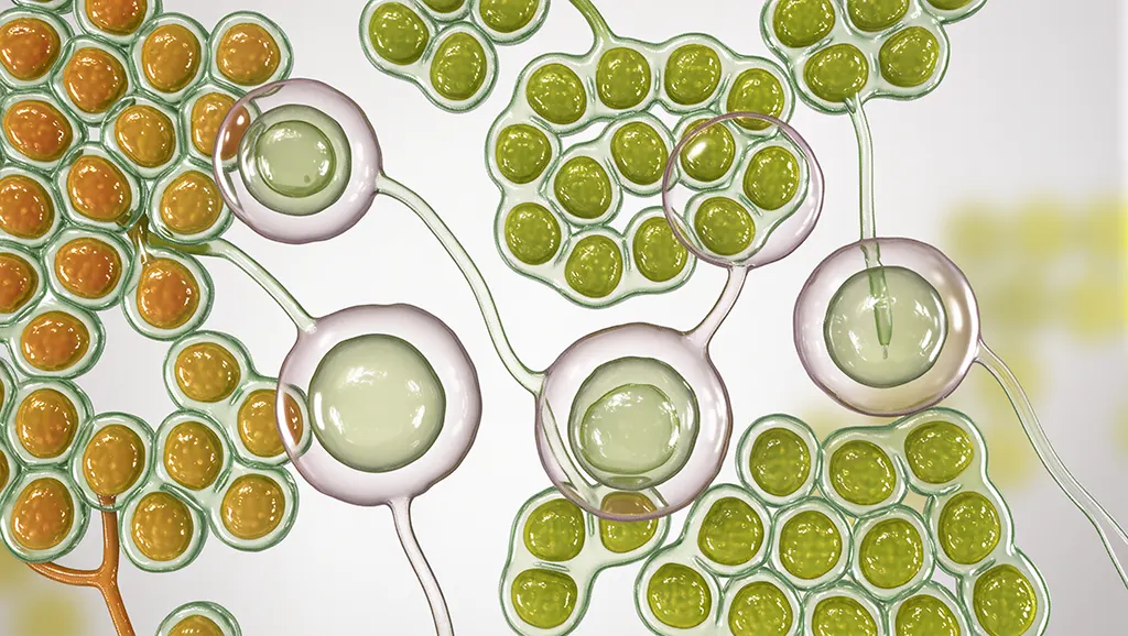 hixosome พลูคาว